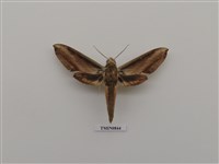 藏品(綠背斜紋天蛾)的圖片